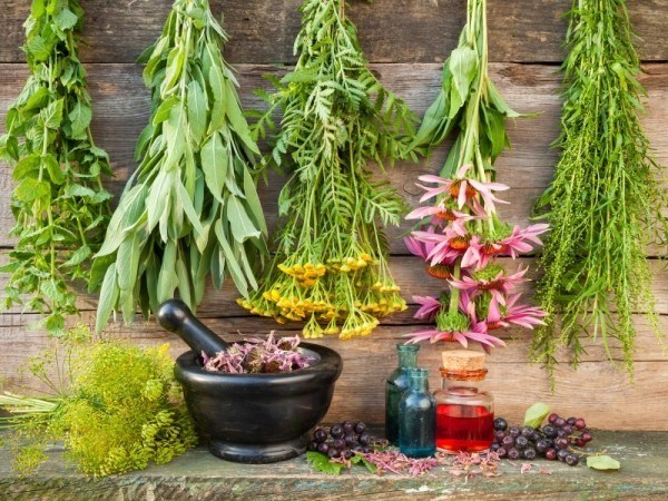 medicinal-herb-garden-600x450